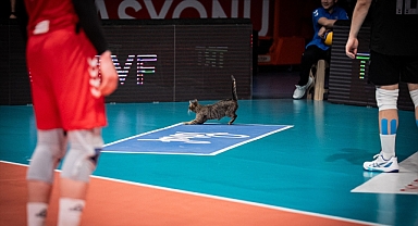 Halkbank - Spor Toto maçında gülümseten anlar: Sahaya kedi girdi!